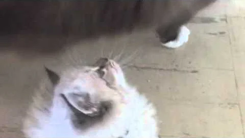 Video 1293101: russian siberian, kitten russian