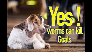 Yes Worms can kill goats