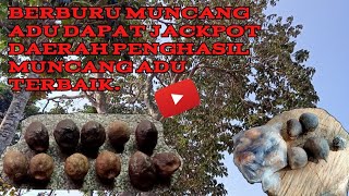 mulung muncang adu