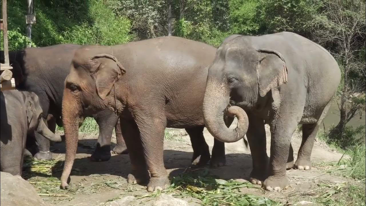 Как слон издает звуки. Хобот слона. Звук слона. Слон вода из хобота. Хобот слона.
