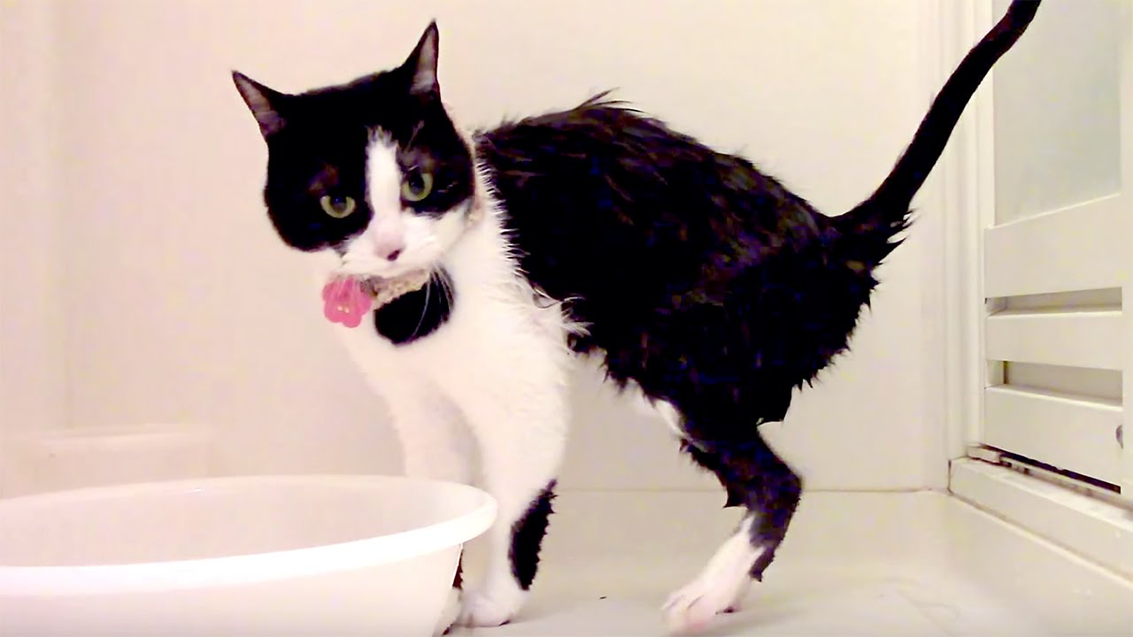 猫カフェ 横浜 風呂好き猫｢ハッチ｣久しぶりのシャンプーで大きな鳴き声!!! 　- Cat shampoo and shower. Cat like a bathroom.Cute meows.