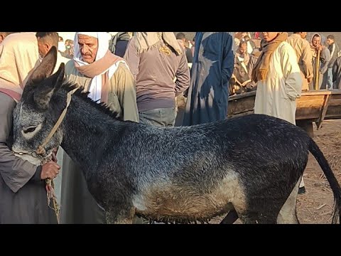 حمار هيدخل موسوعه جينيس