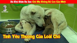 1 Câu Chuyện Cảm Động Giữa Tình Yêu Thương Của Chó Mẹ | Review Con Người Và Cuộc Sống