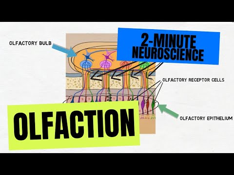 2-Minute Neuroscience: Olfaction