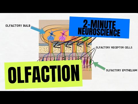 वीडियो: घ्राण रिसेप्टर्स कहाँ हैं?