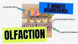 2Minute Neuroscience: Olfaction