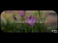 ربما يود الذين كفروا لو كانوا مسلمين محمد صديق المنشاوي