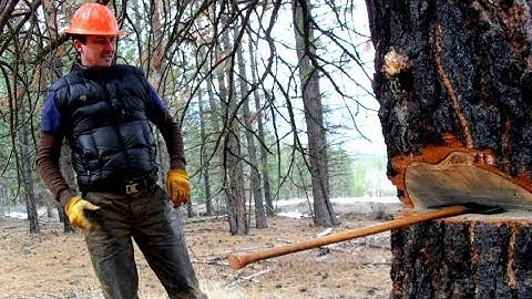 Crosscut Saw Felling Timber
