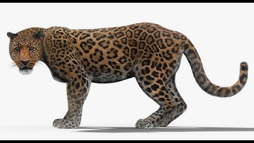 Rigged Leopard 3D Model with Fur - 360 View | PROmax3D