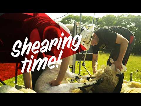 It's shearing time!