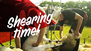 It's shearing time! screenshot 2