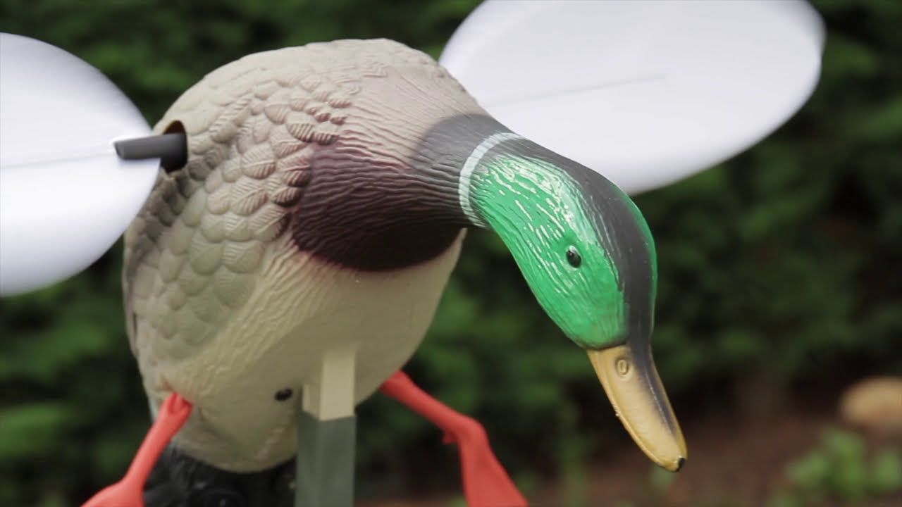Canard Colvert à Ailes Tournantes Baby Mojo