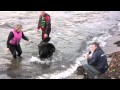 Newfoundland Dog Rescue Demonstration Newfoundland Dog Rescue Demonstration