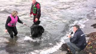 Newfoundland Dog Rescue Demonstration