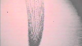 allium root tip mitosis