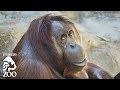 Special Needs Orangutan's Physical Therapy