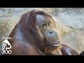 Disabled Orangutan's Physical Therapy