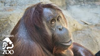 Disabled Orangutan's Physical Therapy