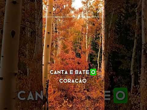 🎶 Cantarei ao Amor dos amores - ICM
