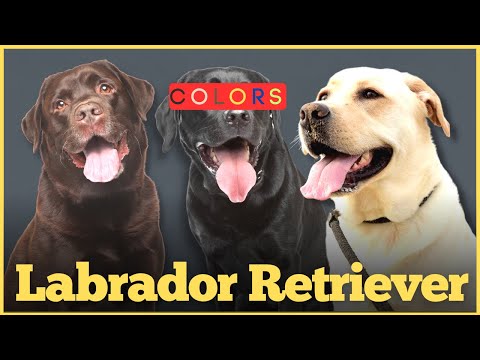 Video: Färgen på din labradorrock kan hjälpa till att förutse hans livslängd