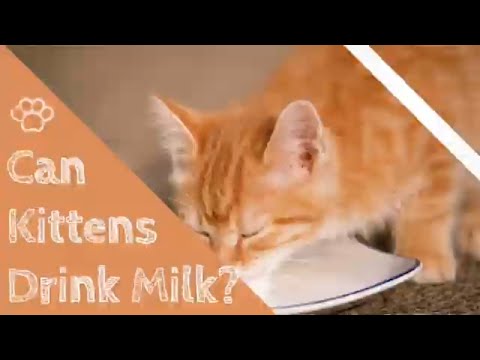 Video: Moeten kittens melk drinken?