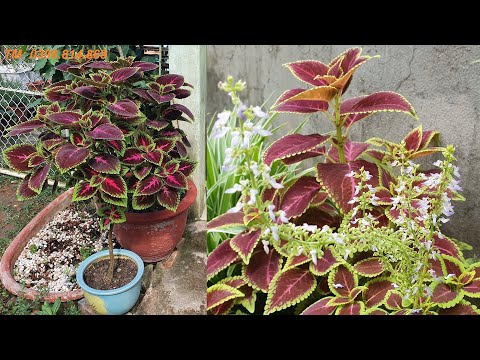 Video: Thực vật Coleus có hoa - Thông tin về thực vật Coleus ra hoa