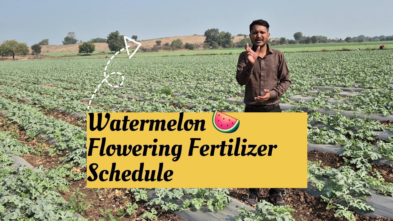 Watermelon Fruit Setting 🍉 (तरबूज फ्रूट सेटिंग शेड्यूल)“