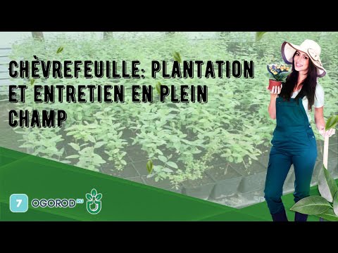 Vidéo: Chèvrefeuille - plantation et entretien en extérieur