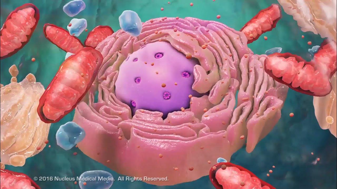 Overview of Cell Structure