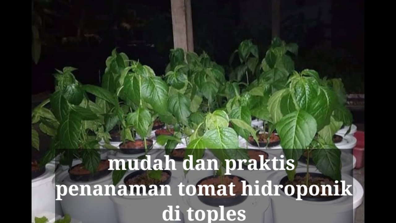 Cara bercocok tanam tanpa menyiram tiap hari 