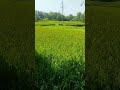 dhana kiari ra  #village #trending #foryou