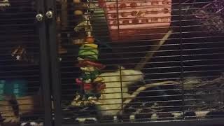 Tobey building a new nest- January 3 2018 by Keverley Charles 8 views 6 years ago 1 minute, 32 seconds