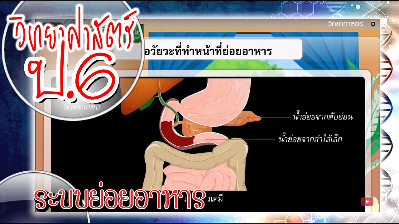 ระบบย่อยอาหารมีอะไรบ้าง  Update  ระบบย่อยอาหาร - วิทยาศาสตร์ ป.6