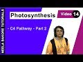 Photosynthesis | NEET | C4 Pathway - Part 2 | Neela Bakore Tutorials