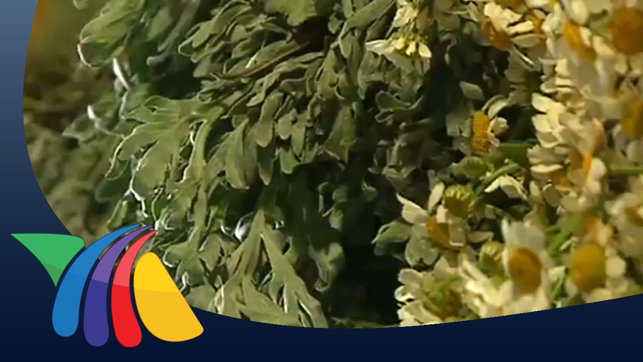 Prohíbe Cofepris venta de plantas medicinales | Noticias del Estado de