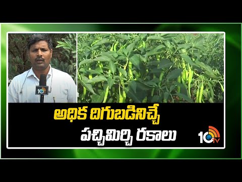 అధిక దిగుబడినిచ్చే పచ్చిమిర్చి రకాలు | Earn High Profits in Mirchi Cultivation | Matti Manishi |10TV