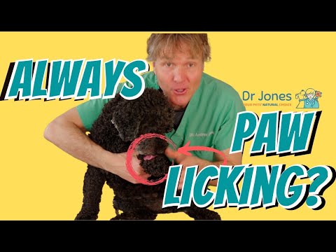 Excessive Paw Licking? Why it happens and What you can do.