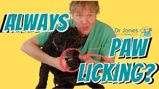 The top 28 how to get my dog to stop licking his paws