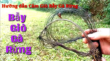 Hướng Dẫn Cách Cắm Bẫy Giò Gà Rừng Hiệu Quả Nhất
