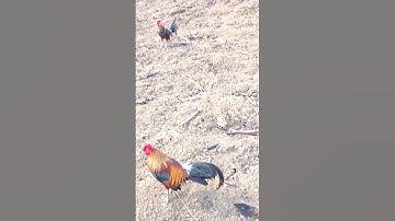 tắm gội cho gà rừng. Muab qaib qus dag dej