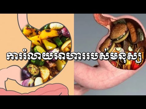 ការរំលាយអាហាររបស់មនុស្ស /CAM Health/