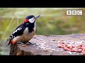 Live Winterwatch: Day 7 ❄️ 2021 🦊  BBC