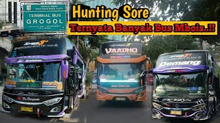 Ramai ‼️ Hunting Bus Angkatan Sore Di Terminal Grogol