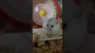 パールドワーフハムスター毛並みのお手入れ #shorts