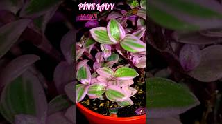 Pi̇nk Lady Sukulent Callisia Repens