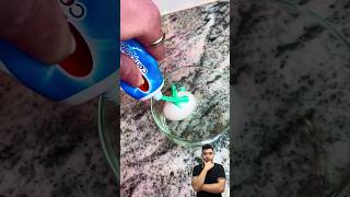 Egg Experiment  😱~mini wood toly woodworking art skill wood #shorts#facts #funny #handcraftshorts