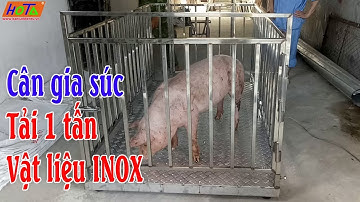 Cân lợn, cân heo 1 tấn bằng Inox | Cân điện tử Hoàng Thanh