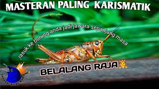 MASTERAN PALING DI CARI || BELALANG RAJA