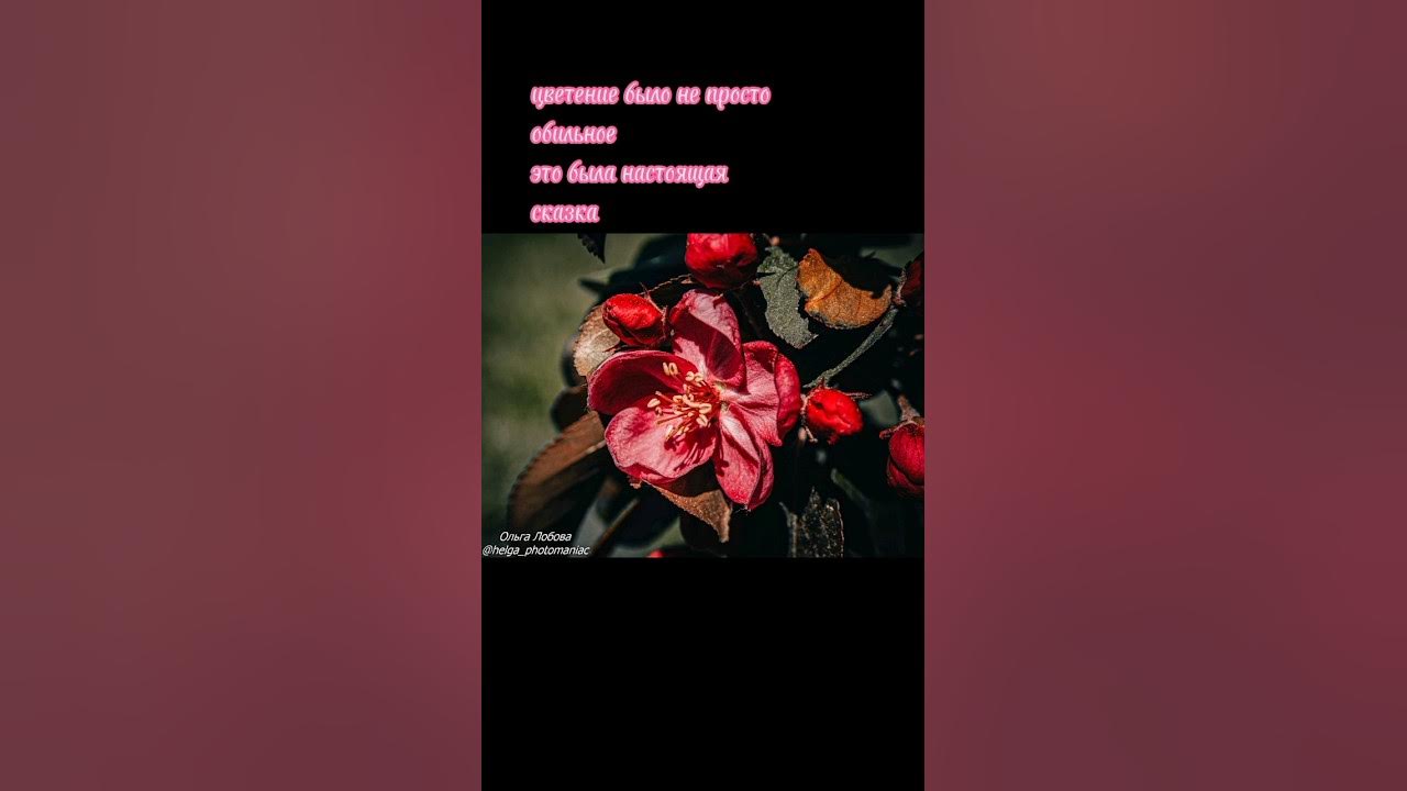 декоративная яблоня розовая сказка. -1( - YouTube