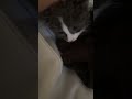 Without You — Living In Harmony feat. Moonie🐱